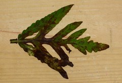 Uredinopsis americana