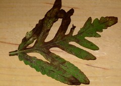 Uredinopsis americana