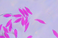 Uredinopsis americana