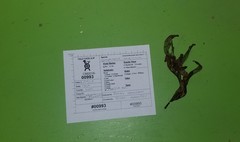 Uredinopsis americana