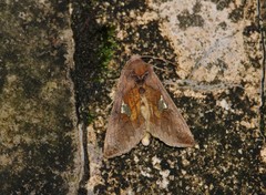 Autographa bractea