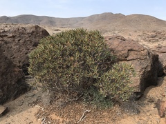 Aloidendron ramosissimum