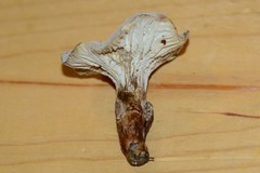 Hypomyces chlorinigenus
