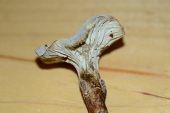 Hypomyces chlorinigenus