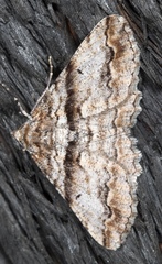 Gastrinodes bitaeniaria
