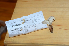 Hypomyces chlorinigenus