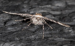 Gastrinodes bitaeniaria