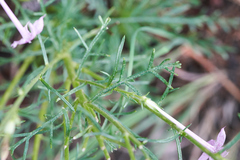 Ipomopsis macrosiphon