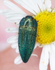 Acmaeodera resplendens