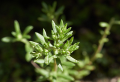 Sedum cockerellii
