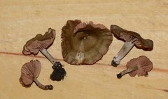 Entoloma multiforme