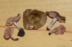 Entoloma multiforme