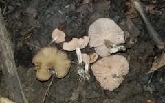 Entoloma multiforme