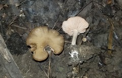 Entoloma multiforme
