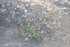 Angelica hendersonii