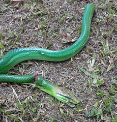 Gonyosoma oxycephalum
