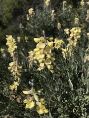 Calobota