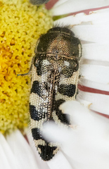 Acmaeodera decipiens