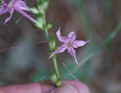 Ipomopsis macrosiphon