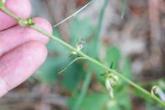 Ipomopsis macrosiphon