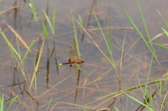 Hydrobasileus croceus