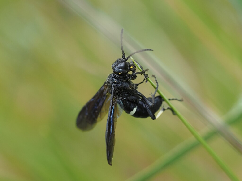Tenthredo bifasciata rossii