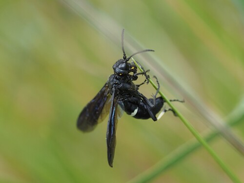 Tenthredo bifasciata
