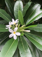 Plumeria