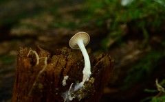 Clitocybe americana