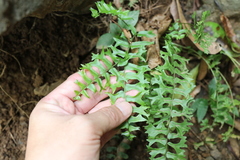 Nephrolepis