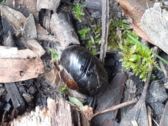 Victaphanta compacta