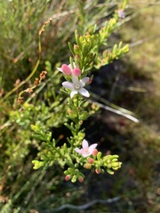 Philotheca queenslandica