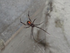 Latrodectus geometricus