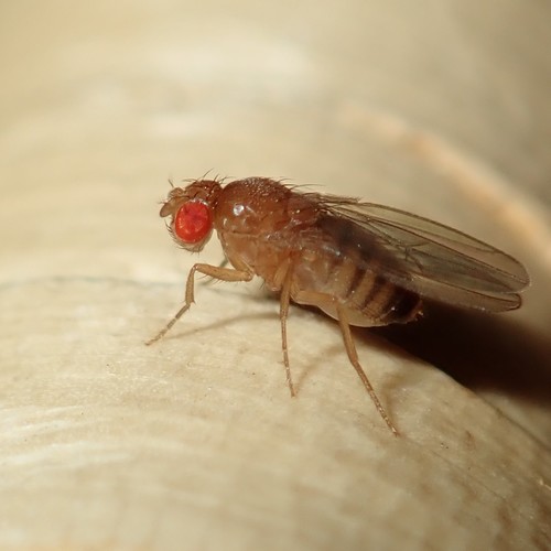 Common fruit fly, Vinegar fly photo 4