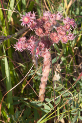 Sempervivum caucasicum