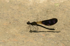 Aristocypha quadrimaculata