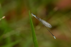 Aciagrion hisopa