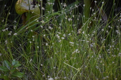 Rhynchospora alba