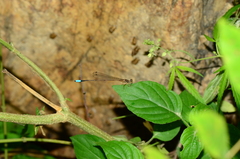 Drepanosticta carmichaeli