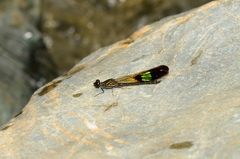 Rhinocypha unimaculata