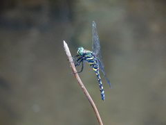 Onychothemis testacea