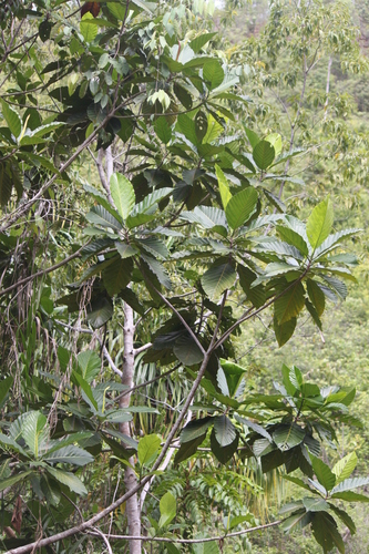 Artocarpus sericicarpus observed 2013-04-28