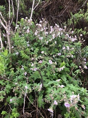 Geranium ornithopodon
