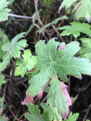 Geranium ornithopodon