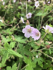 Geranium ornithopodon