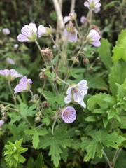 Geranium ornithopodon