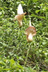 Amorphophallus muelleri