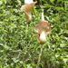 Amorphophallus muelleri - Photo (c) Andi Siady Hamzah, some rights reserved (CC BY-NC), uploaded by Andi Siady Hamzah