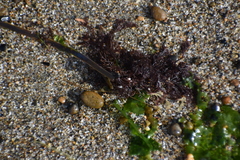 Microcladia borealis