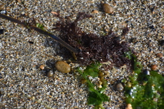 Microcladia borealis